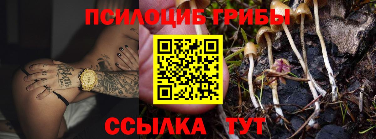 Галлюциногенные грибы Psilocybine cubensis Горно-Алтайск